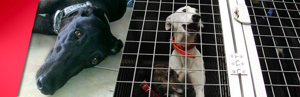 greyhound-adoption